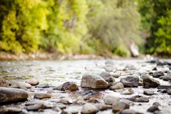 Rocky mountain stream with smooth stones and lush green trees along the banks